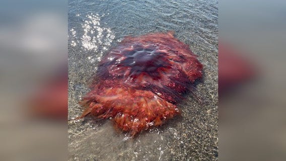 Giant jellyfish as wide as beach umbrella found lurking off New England coast